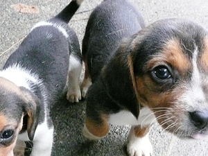 ランカスタービーグルス猟犬訓練所 ビーグル犬里親募集中 ランカスター卒業生 神奈川県小田原市早川 ランカスタービーグルス猟犬訓練所 ビーグル犬里親募集中 ランカスター卒業生 神奈川県小田原市早川
